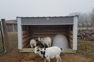 Small gray and white metal loafing shed with wood beams and joists - two white and black goats beside small igloo shaped mini shelter inside the shed one goat grazes in front and center of shed