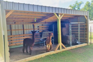 Beige loafing shed sheltering two llamas who stand near hay feeder and fenced hay supply