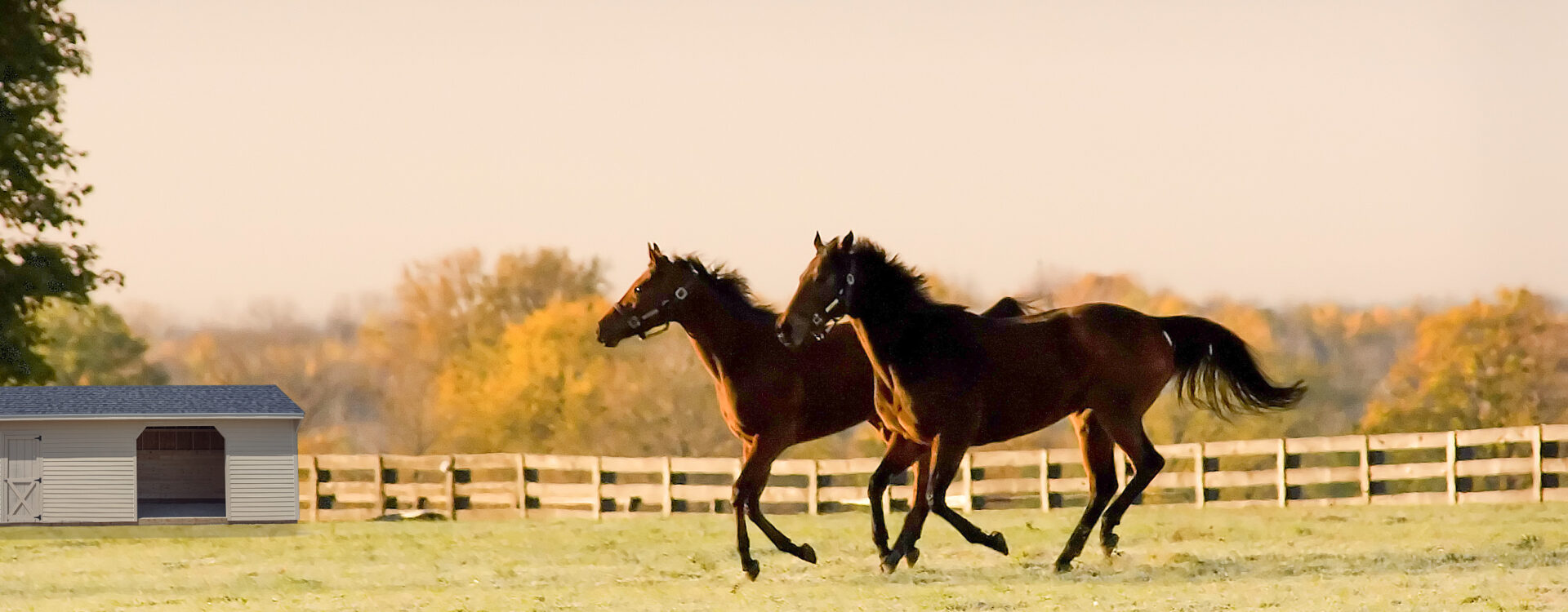 horse run-in shed