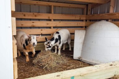 Goats resting inside a wooden loafing shed with straw bedding and feed containers.