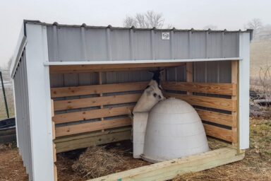 Open-front loafing shed with feed containers and a weather-resistant metal roof.