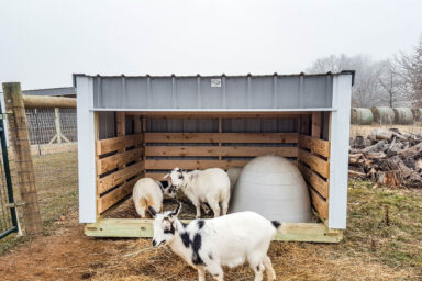 White goats in front of a small loafing shed with sloped metal roofing.