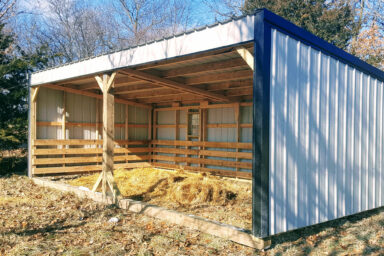 Goats playing near a blue-trim loafing shed with solid construction.