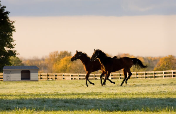 horse shed 