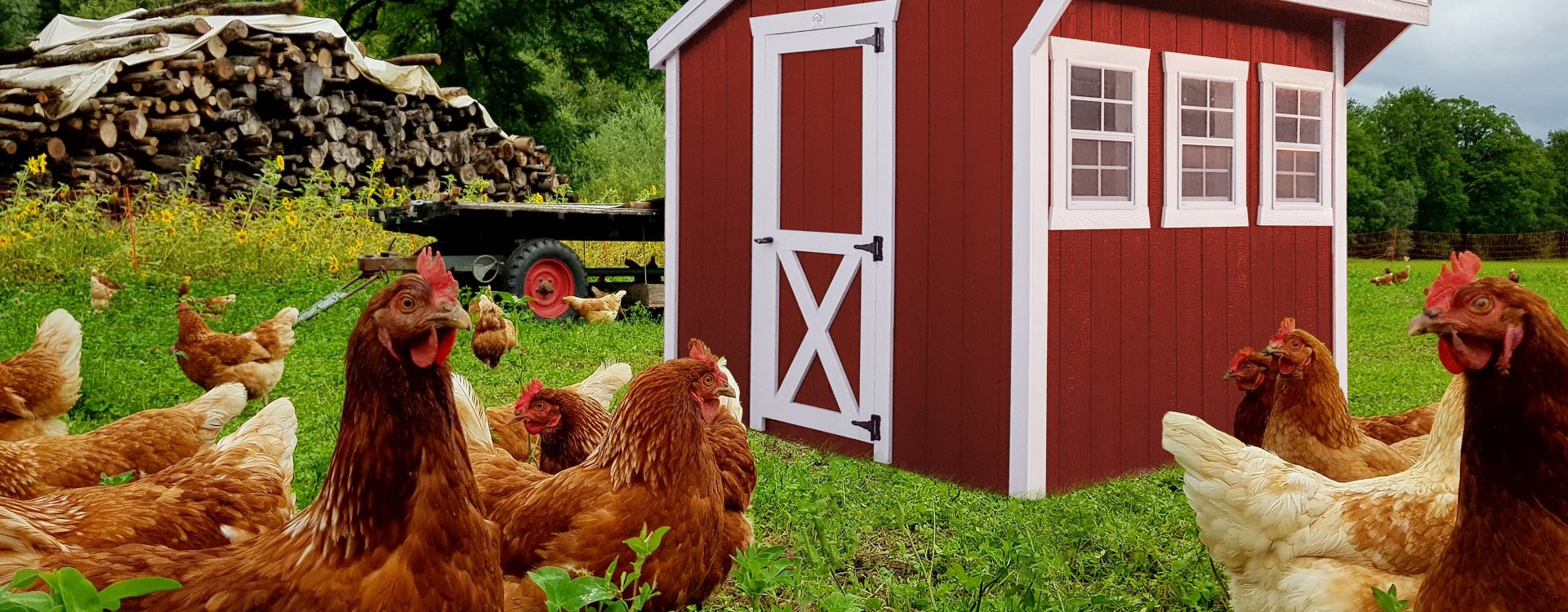 small chicken coop hen house in iowa